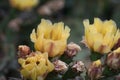 Devilâs-tongue Opuntia humifusa, golden yellow flowers